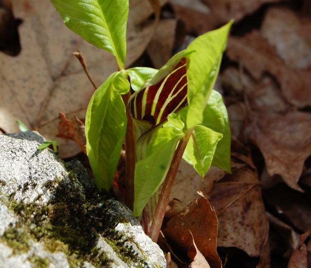 Jack-in-the-pulpit looks sculpted, not grown.