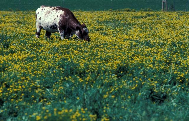 This cow is enjoying birdsfoot trefoil, which has tannins which offer an anti-bloating effect. (photo courtesy American Veterinary Medical Association)