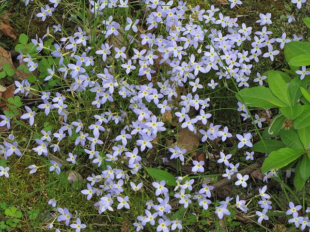 Bluets (By Doohamlm - Own work, CC BY-SA 3.0, commons.wikimedia.org/w/index.php?curid