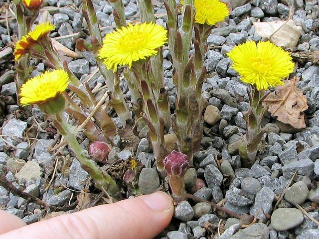 Once you have seen coltsfoot up close, it will never look like dandelion again. (photo courtesy coldclimategardening.com)