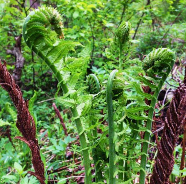 The tightly curled first fiddleheads are a fine sign of spring. (photo courtesy foragerchef.com)