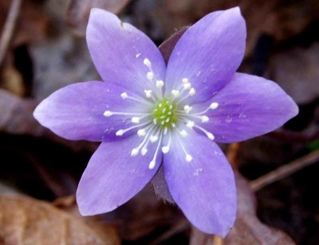 This gorgeous color is part of hepatica's charm. (photo courtesy easywildflowers.com)