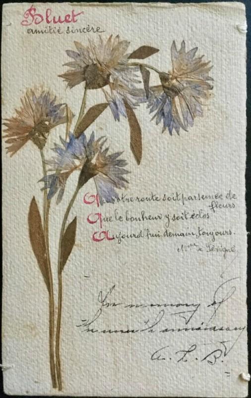 Pressed Flower Postcard - Mountain Bluet by Yesterdays-Paper