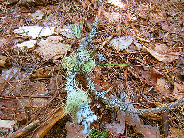 Delicate Lichen