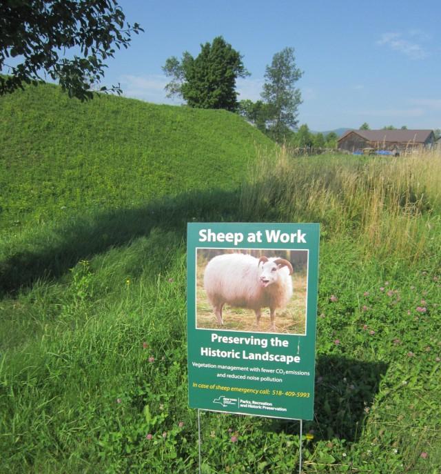 Sheep at work!