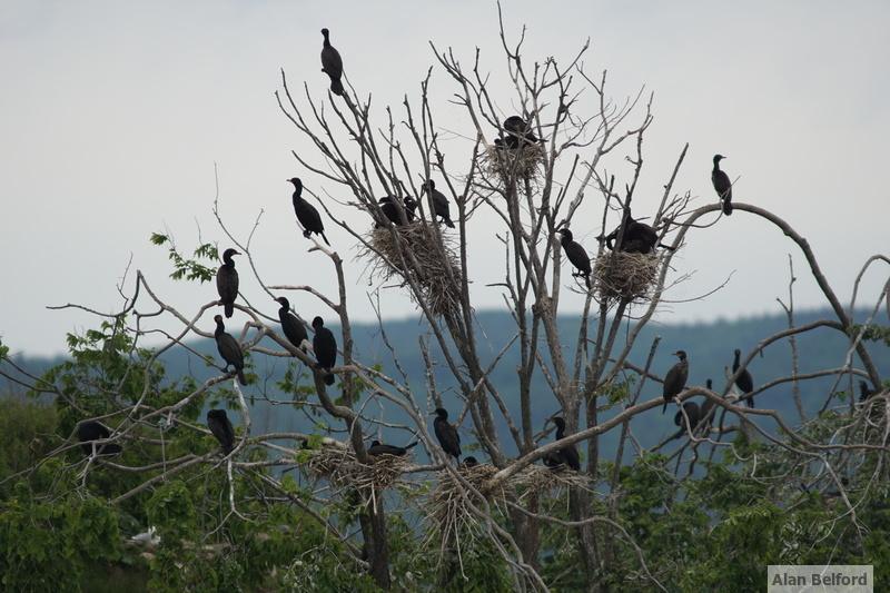 We saw loads of Double-crested Cormorants moving along the lake, photographed here on their nests on the Four Brothers Islands.