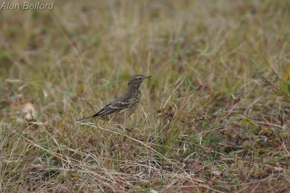 I found my first American Pipit of the season on the sand spit.