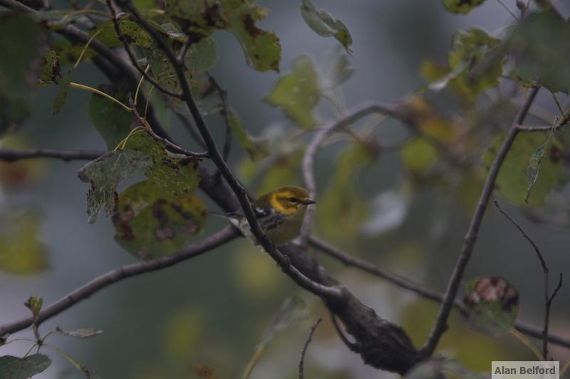 I found a few Black-throated Green Warblers through the day.