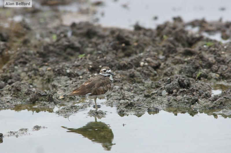 There were a couple of Killdeer at Hoisington Brook and several at Noblewood Park.