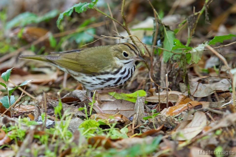 A late Ovenbird was a nice find at Noblewood.