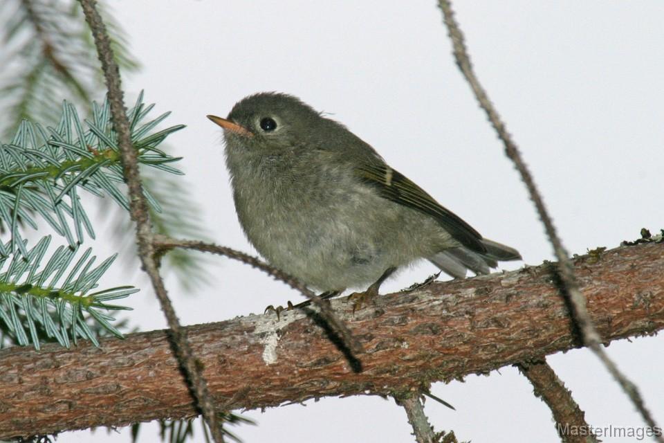 Ruby-crowned Kinglets were everywhere all day long. Photo courtesy of www.masterimages.org.