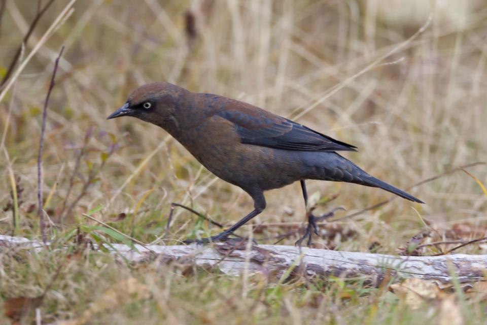 The small flock of Rusty Blackbirds at Ausable Marsh was the first I've found this fall. Photo courtesy of www.masterimages.org.