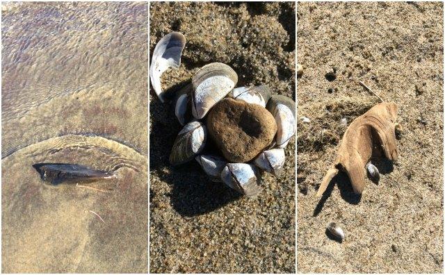 The sand and water make their magic (left), ripples are at work on a piece of wood (center), and with barnacles attached to a rock (right).