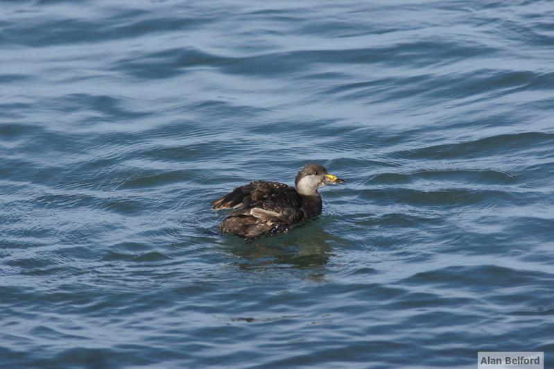 I found Black Scoters at the Port Henry Pier and from Noblewood Park.