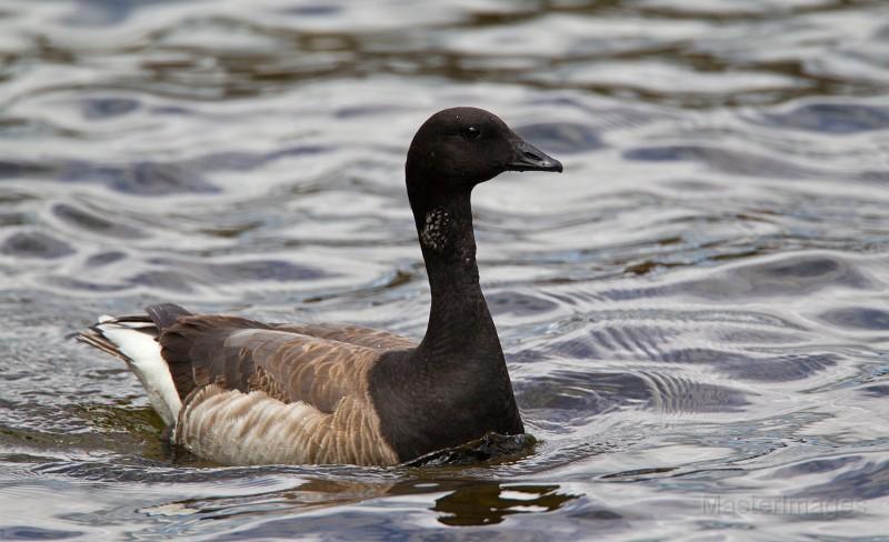 It was nice to see a few Brant as they migrated through the valley. Photo courtesy of www.masterimages.org.