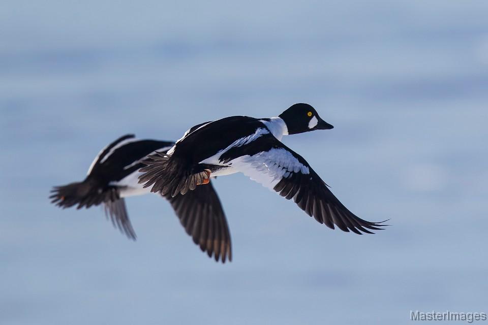 Common Goldeneye numbers are beginning to build on the Adirondack Coast. Photo courtesy of www.masterimages.org.