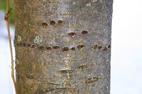 Mountain ash bark with scars from birds.