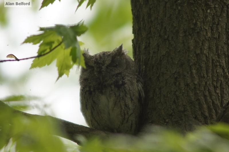 I love listening to Eastern Screech Owls in the evening, although this photo was taken at a much warmer time of year than it was on count day!