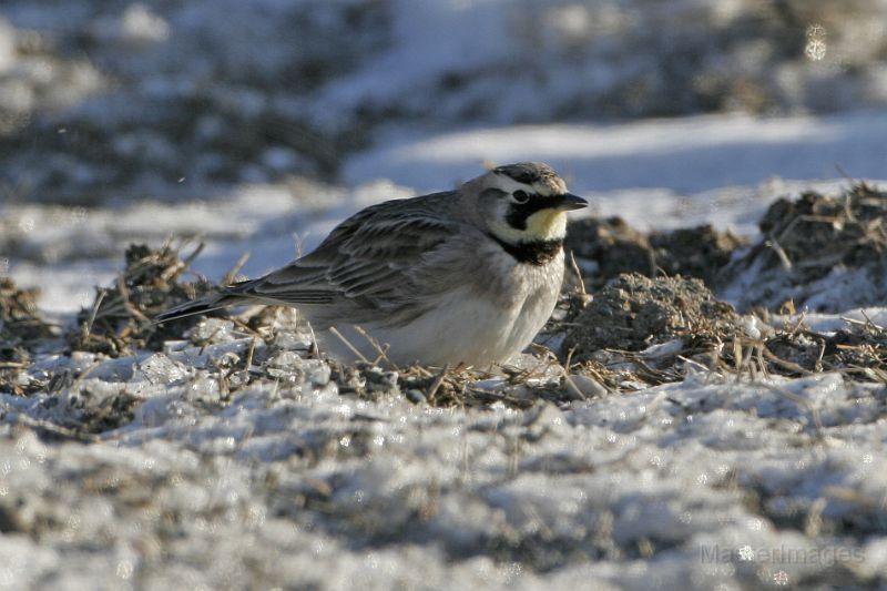 I found Horned Larks both on Point Au Roche and in Chazy. Image courtesy of www.masterimages.org.