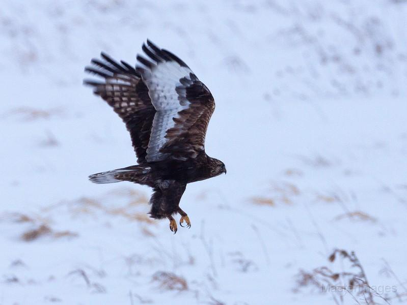 I found a dark phase Rough-legged Hawk near where Moffit Road reaches the exit for I-87. Photo courtesy of www.masterimages.org.