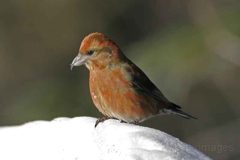 Red Crossbills have been getting seen across the North Country of late, and I was happy to find a couple flyover birds. Image courtesy of www.masterimages.org.