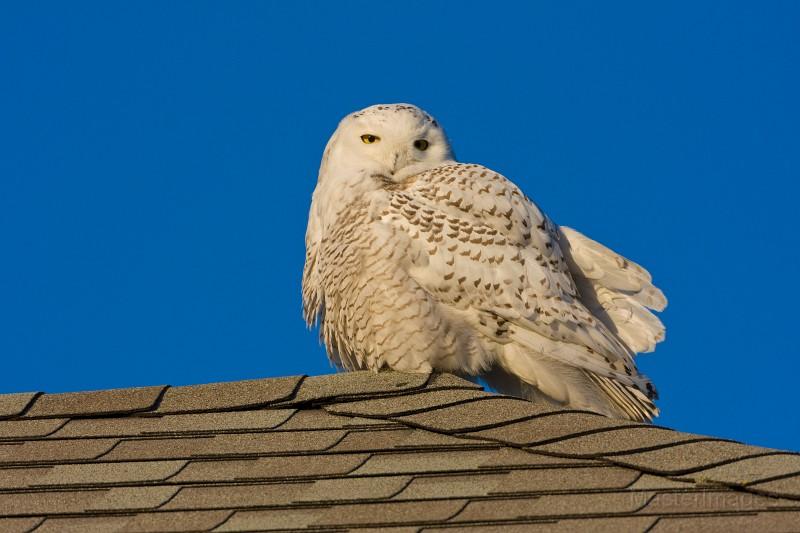A Snowy Owl keeps watch from a rooftop. Image courtesy of www.masterimages.org.