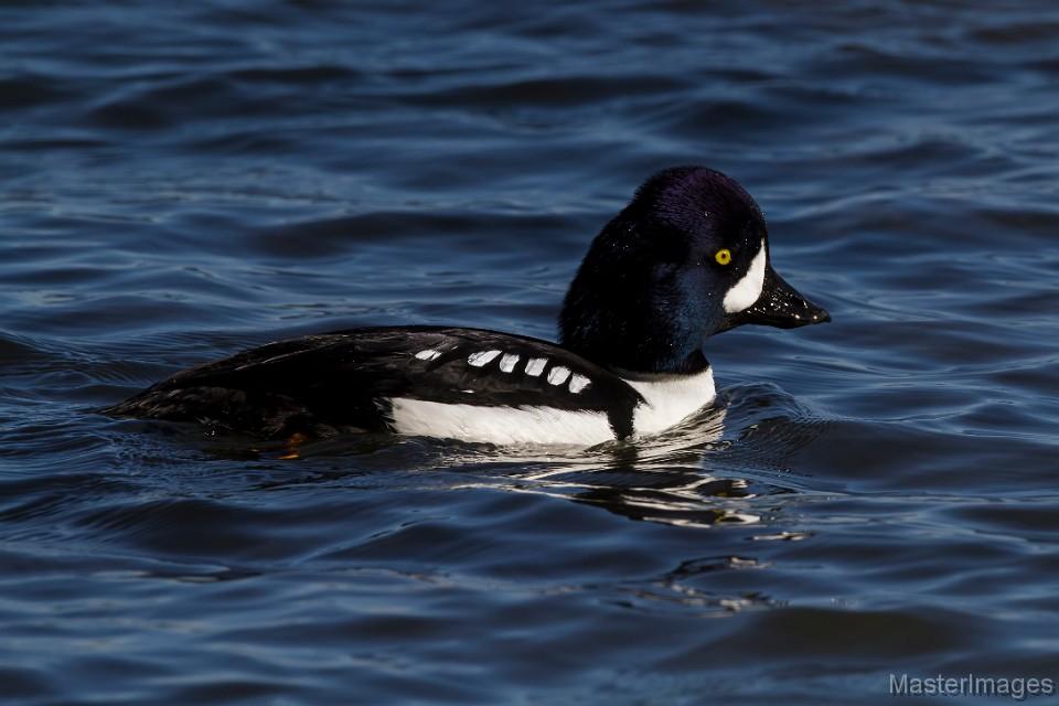 There have been a couple of drake Barrow's Goldeneye hanging out at the Port Kent ferry terminal. Image courtesy of www.masterimages.org.