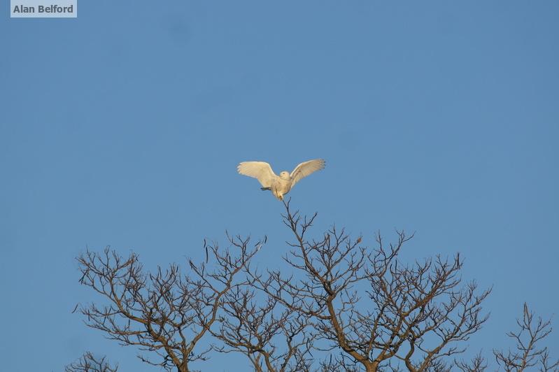 I found a Snowy Owl perched on top of a tree along Moffit Road - I took this photo a few years ago in the Magic Triangle near Essex.