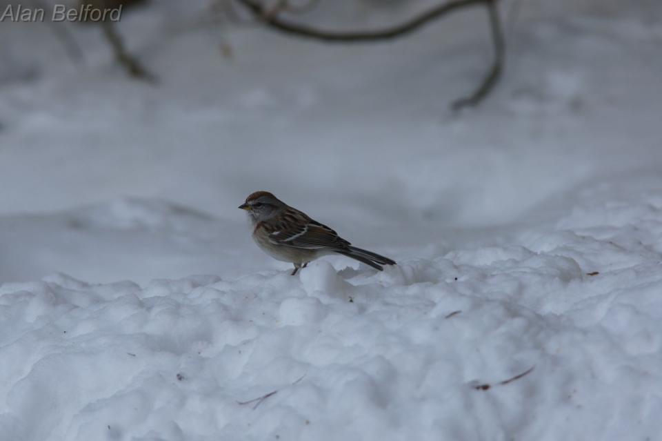 I found American Tree Sparrows throughout the day.