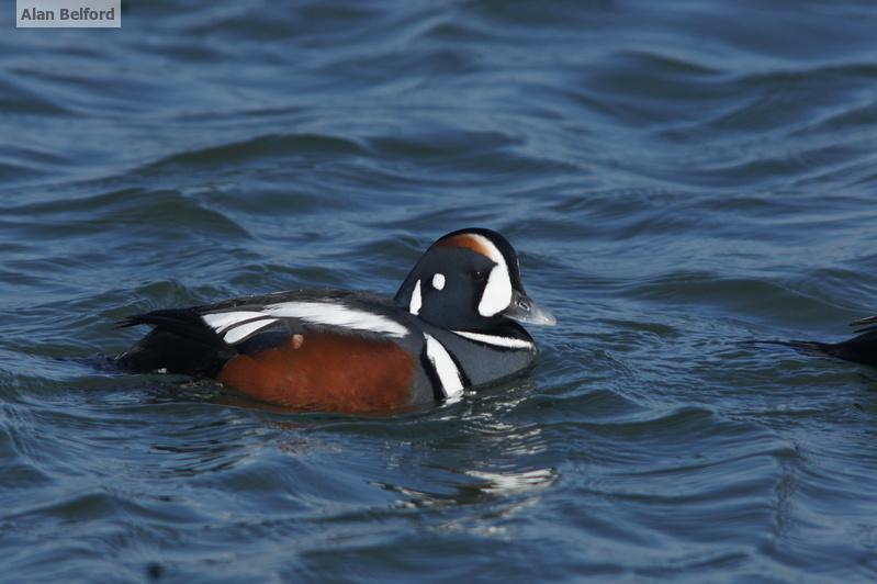 Harlequin Ducks are difficult to find in the valley, so the two which have been at Charlotte Beach in Vermont have attracted a lot of attention.