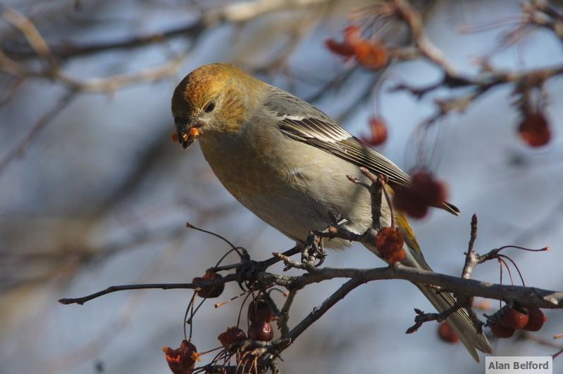We were happily surprised to find 2 Pine Grosbeaks - although this bird I photographed a few years ago was far more cooperative than the ones we found.