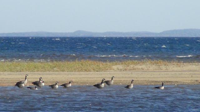 The honks of the geese herald the end of winter, and the beginning of some incredible birding opportunities.