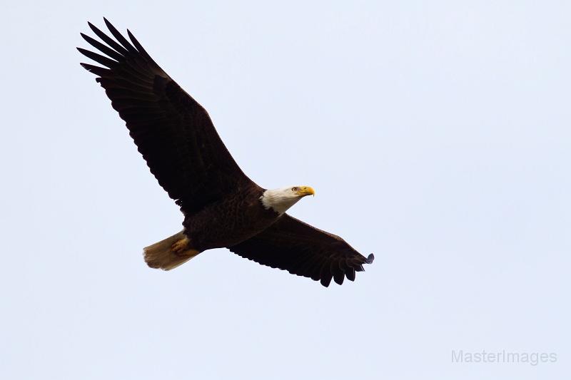 An adult Bald Eagle was harassing the ducks in Bulwagga Bay. Image courtesy of www.masterimages.org.