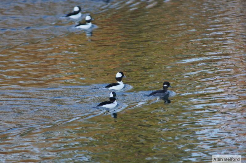 We found Bufflehead throughout the day.