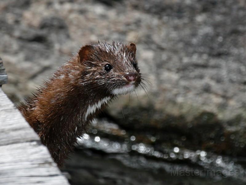 We surprised a curious mink on one of our walks. Image courtesy of www.masterimages.org.