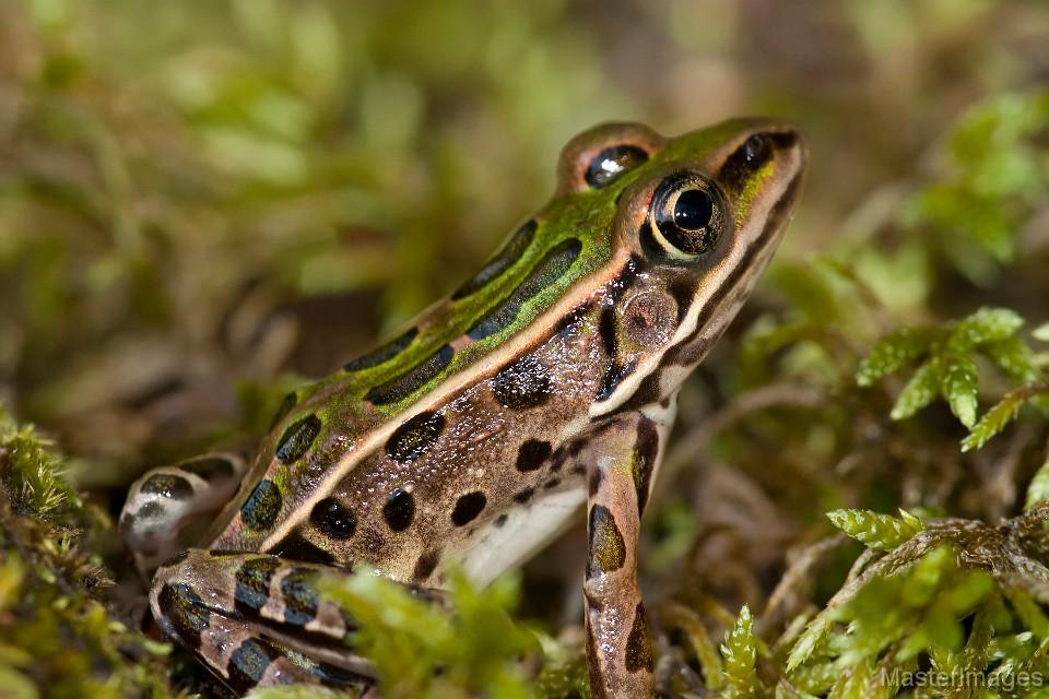 The chorus of northern leopard frogs at Ausable Marsh was amazing. Image courtesy of www.masterimages.org.
