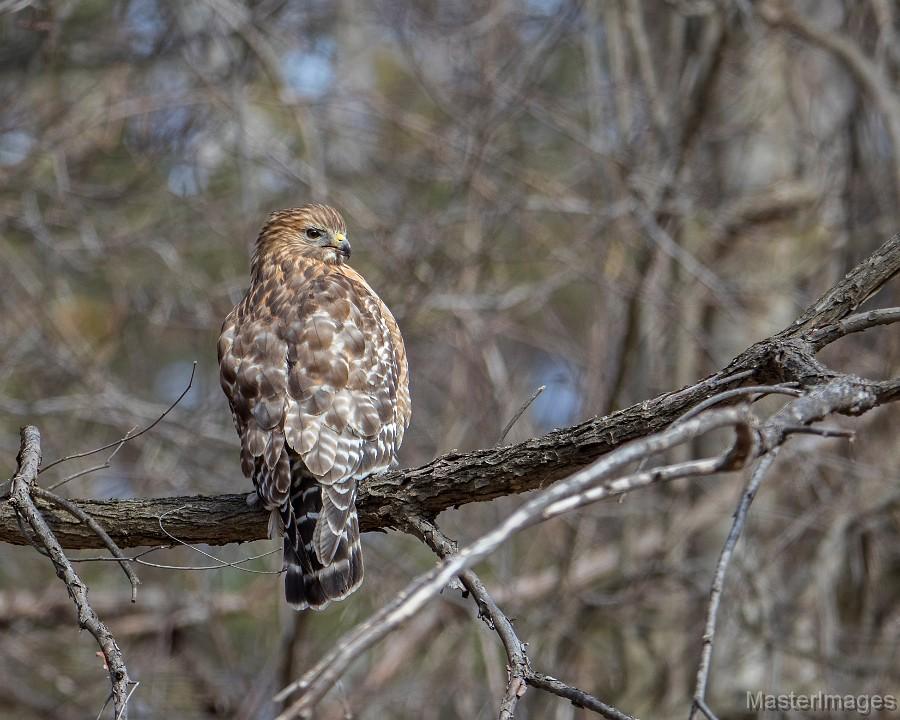 A Red-shouldered Hawk was a nice find at Monty Bay. Image courtesy of www.masterimages.org.