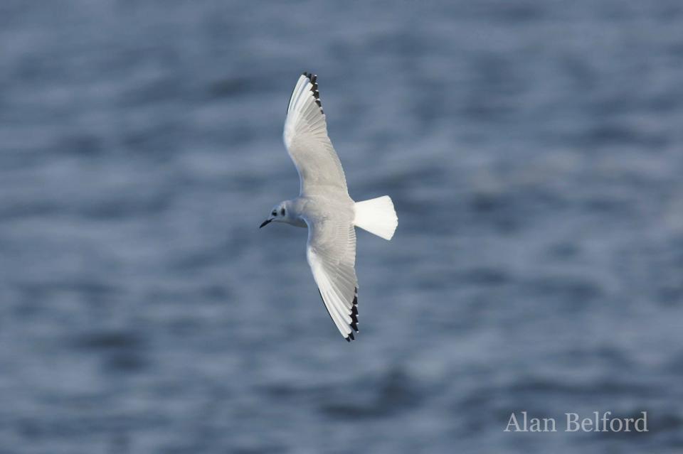 The numbers of Bonaparte's Gulls in the Champlain Valley have been growing.