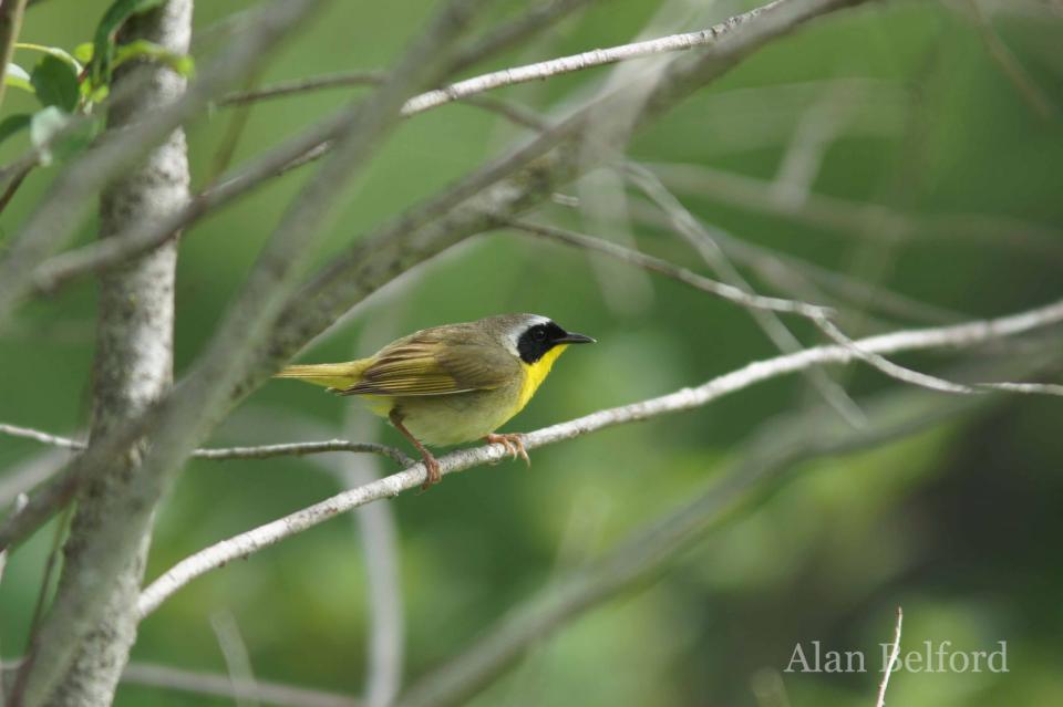 I came across Common Yellowthroats in several places.