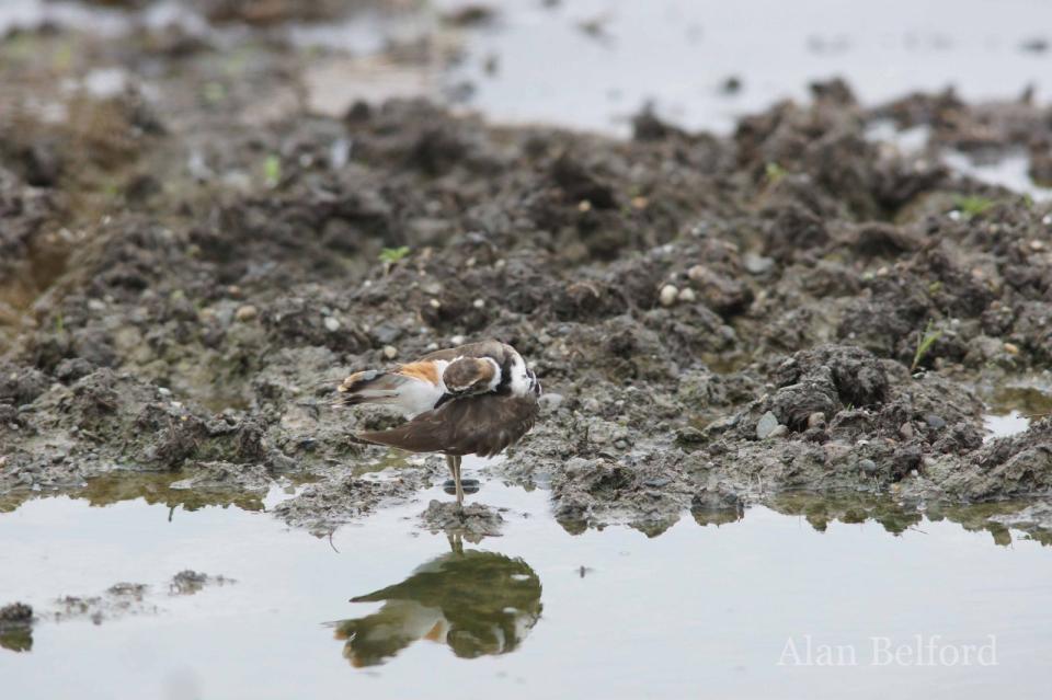 There were several Killdeer at the mouth of Hoisington Brook in Westport.