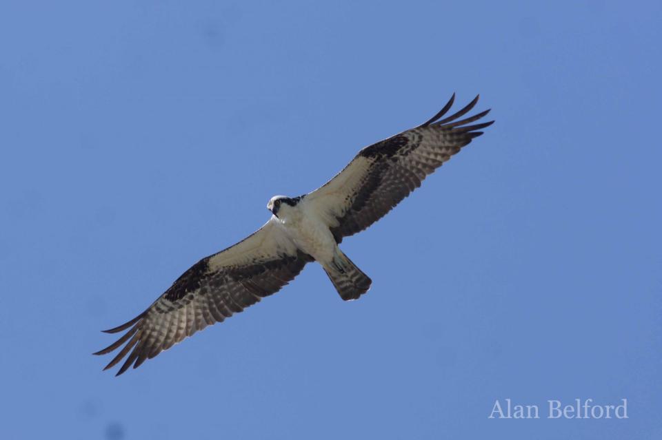 I found Ospreys throughout the day, including at Crown Point.