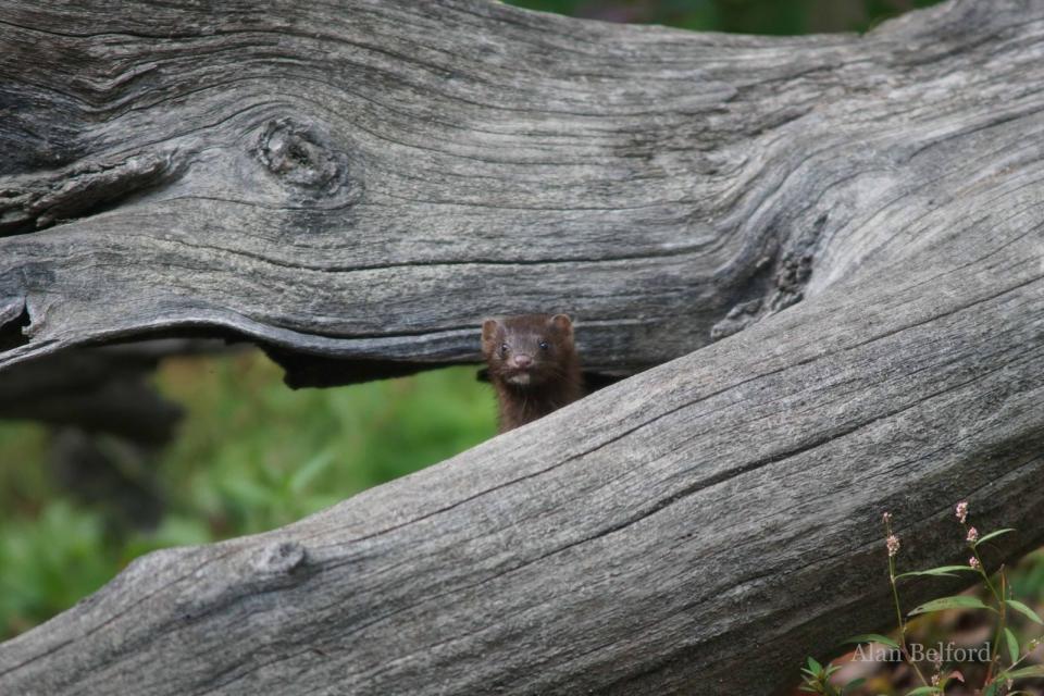 While it was difficult to know for certain if it was a different mink or not, this one played peekaboo with us between some logs.
