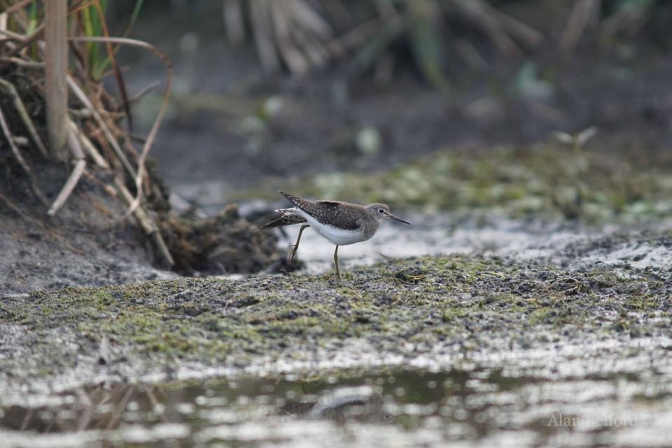 A Solitary Sandpiper stretches its leg while feeding on the mudflat.