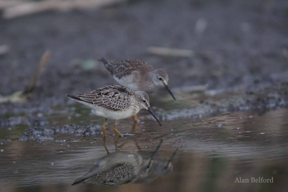 A Stilt Sandpiper (with a Lesser Yellowlegs behind) was an exciting find.