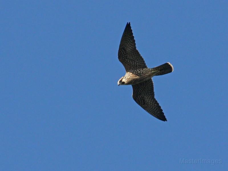A Peregrine Falcon was a nice find on the count. Image courtesy of MasterImages.org.