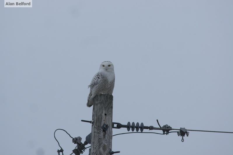 My friends found a Snowy Owl near the Plattsburgh marina.