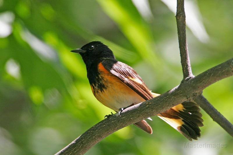 Early spring is a prelude for more arriving birds - such as American Redstarts. Image courtesy of www.masterimages.org.