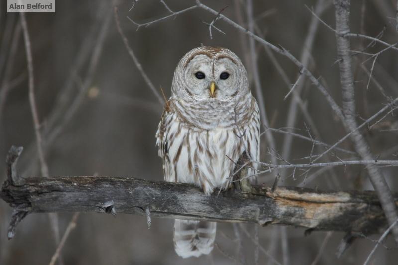 The voices of Barred Owls often fill the spring woodlands in the valley as pairs announce their territories.