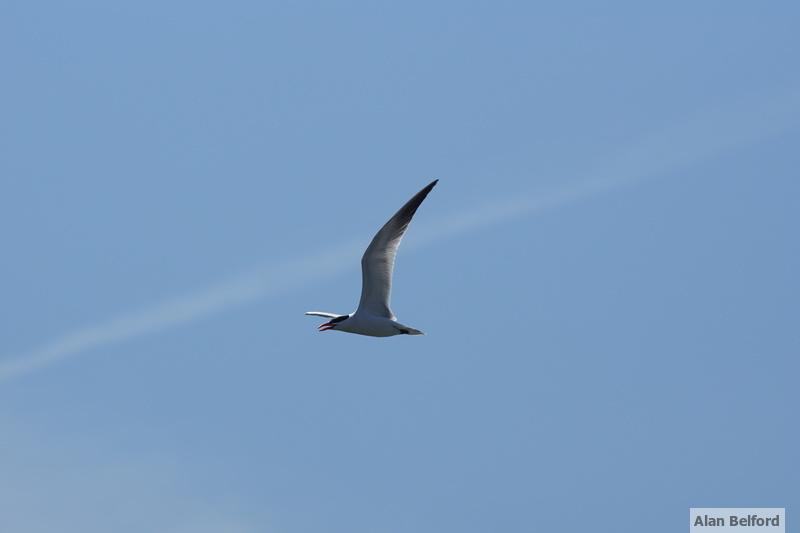 Caspian Terns show up in April on Lake Champlain - often seen resting on the sand spits or cruising overhead.