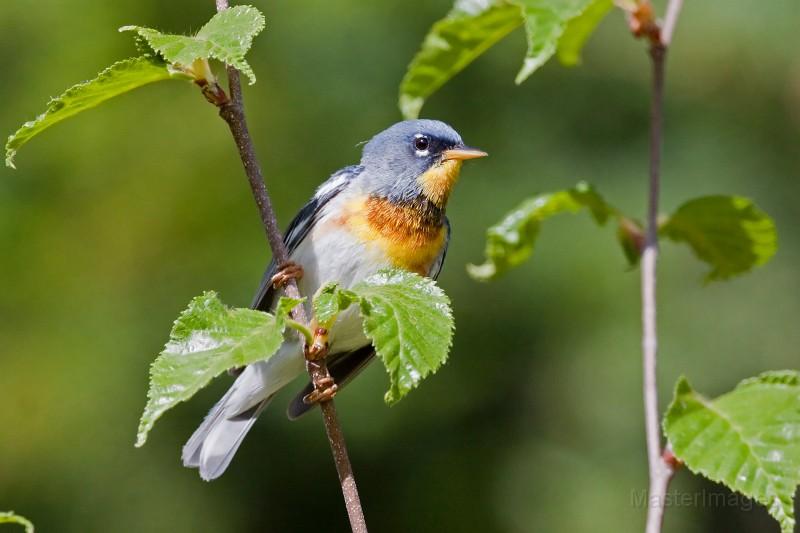 Crown Point is great in the early spring as well as later in the season - when species including this Northern Parula can be found at the banding station. Image courtesy of www.masterimages.org.